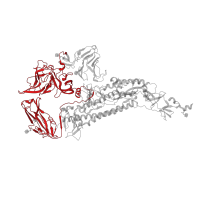The deposited structure of PDB entry 7kip contains 3 copies of Pfam domain PF01600 (Coronavirus spike glycoprotein S1) in Spike glycoprotein. Showing 1 copy in chain A.