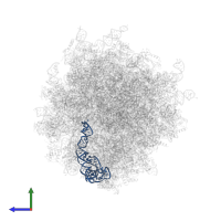 5S ribosomal RNA in PDB entry 7ls1, assembly 1, side view.