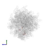Large ribosomal subunit protein eL29 in PDB entry 7ls1, assembly 1, side view.