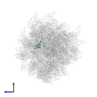 Large ribosomal subunit protein eL33 in PDB entry 7ls1, assembly 1, side view.