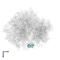 Large ribosomal subunit protein uL11 in PDB entry 7ls1, assembly 1, top view.