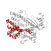 The deposited structure of PDB entry 7ltt contains 4 copies of Pfam domain PF01966 (HD domain) in Deoxynucleoside triphosphate triphosphohydrolase SAMHD1. Showing 1 copy in chain A.