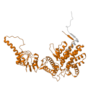 The deposited structure of PDB entry 7lum contains 2 copies of Pfam domain PF00118 (TCP-1/cpn60 chaperonin family) in T-complex protein 1 subunit eta. Showing 1 copy in chain I [auth K].