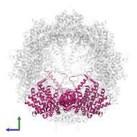 T-complex protein 1 subunit gamma in PDB entry 7lum, assembly 1, side view.