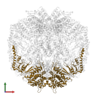 T-complex protein 1 subunit zeta in PDB entry 7lum, assembly 1, front view.