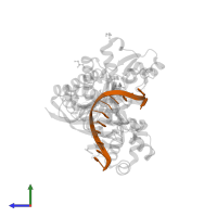 DNA (5'-D(*CP*AP*TP*TP*TP*TP*GP*AP*CP*GP*CP*T)-3') in PDB entry 7m8a, assembly 1, side view.