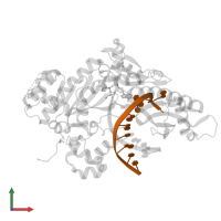 DNA (5'-D(*CP*AP*TP*TP*TP*TP*GP*AP*CP*GP*CP*T)-3') in PDB entry 7m8d, assembly 1, front view.