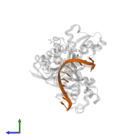 DNA (5'-D(*CP*AP*TP*TP*TP*TP*GP*AP*CP*GP*CP*T)-3') in PDB entry 7m8d, assembly 1, side view.