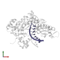 DNA/RNA (5'-D(*AP*GP*CP*GP*TP*CP*A)-R(P*A)-D(P*A)-3') in PDB entry 7m8d, assembly 1, front view.