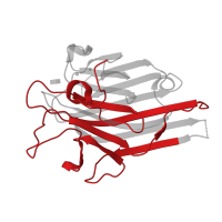 The deposited structure of PDB entry 7mgb contains 4 copies of Pfam domain PF00139 (Legume lectin domain) in Concanavalin-A, 2nd part. Showing 1 copy in chain B.