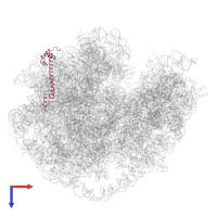 Large ribosomal subunit protein bL20 in PDB entry 7msh, assembly 1, top view.