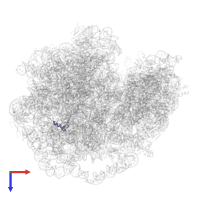 Large ribosomal subunit protein bL34 in PDB entry 7mt7, assembly 1, top view.