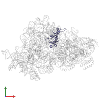 Small ribosomal subunit protein uS5 in PDB entry 7nas, assembly 1, front view.