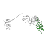 The deposited structure of PDB entry 7ngq contains 6 copies of Pfam domain PF05362 (Lon protease (S16) C-terminal proteolytic domain) in Lon protease homolog, mitochondrial. Showing 1 copy in chain A.