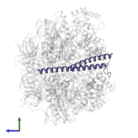 ATP synthase gamma chain in PDB entry 7nkh, assembly 1, side view.