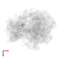 Small ribosomal subunit protein uS17 in PDB entry 7o19, assembly 1, top view.