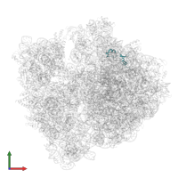 Large ribosomal subunit protein bL35 in PDB entry 7o19, assembly 1, front view.