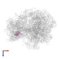 Small ribosomal subunit protein bS16 in PDB entry 7o1a, assembly 1, top view.