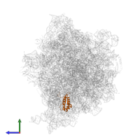 Large ribosomal subunit protein bL17 in PDB entry 7o1a, assembly 1, side view.