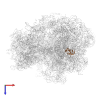 Large ribosomal subunit protein bL17 in PDB entry 7o1a, assembly 1, top view.