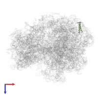 Large ribosomal subunit protein uL29 in PDB entry 7o1a, assembly 1, top view.