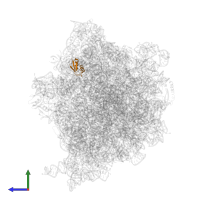 Large ribosomal subunit protein uL30 in PDB entry 7o1a, assembly 1, side view.