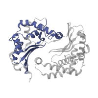 The deposited structure of PDB entry 7o3e contains 2 copies of Pfam domain PF00675 (Insulinase (Peptidase family M16)) in Cytochrome b-c1 complex subunit 2, mitochondrial. Showing 1 copy in chain B.