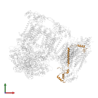 Cytochrome c oxidase subunit 4 isoform 1, mitochondrial in PDB entry 7o3e, assembly 1, front view.