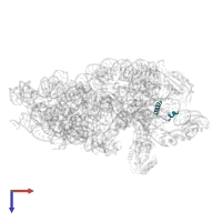 Small ribosomal subunit protein bS21 in PDB entry 7o5h, assembly 1, top view.