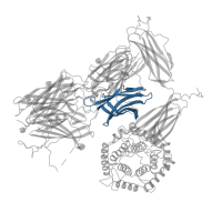 The deposited structure of PDB entry 7o7q contains 4 copies of Pfam domain PF01835 (MG2 domain) in Alpha-2-macroglobulin. Showing 1 copy in chain A.