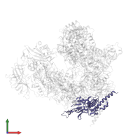 DNA-directed RNA polymerases I and III subunit RPAC1 in PDB entry 7obb, assembly 1, front view.