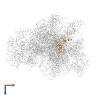 Large ribosomal subunit protein uL3m in PDB entry 7odr, assembly 1, top view.