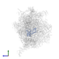 Large ribosomal subunit protein uL16m in PDB entry 7of2, assembly 1, side view.