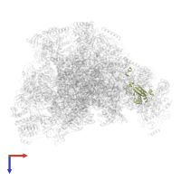 Large ribosomal subunit protein uL18m in PDB entry 7of2, assembly 1, top view.