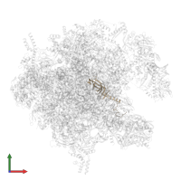 Large ribosomal subunit protein bL21m in PDB entry 7of2, assembly 1, front view.