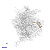 Large ribosomal subunit protein bL21m in PDB entry 7of2, assembly 1, side view.