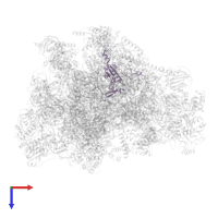 Large ribosomal subunit protein uL13m in PDB entry 7of3, assembly 1, top view.
