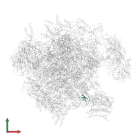 Large ribosomal subunit protein bL36m in PDB entry 7oic, assembly 1, front view.