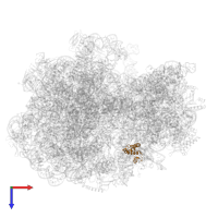 30S ribosomal protein S15 in PDB entry 7oif, assembly 1, top view.