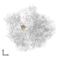 Small ribosomal subunit protein uS11 in PDB entry 7oj0, assembly 1, front view.