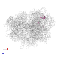 Large ribosomal subunit protein uL15 in PDB entry 7oj0, assembly 1, top view.