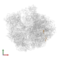 Large ribosomal subunit protein bL32 in PDB entry 7oj0, assembly 1, front view.