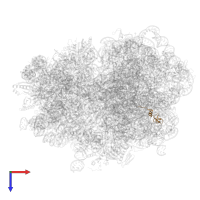 Large ribosomal subunit protein bL32 in PDB entry 7oj0, assembly 1, top view.