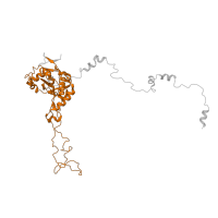 The deposited structure of PDB entry 7old contains 1 copy of Pfam domain PF00573 (Ribosomal protein L4/L1 family) in 60S ribosomal protein L4 C-terminal domain-containing protein. Showing 1 copy in chain K [auth LC].