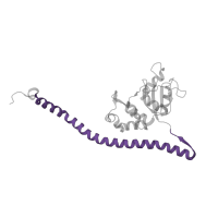 The deposited structure of PDB entry 7old contains 1 copy of Pfam domain PF08079 (Ribosomal L30 N-terminal domain) in 60S ribosomal protein l7-like protein. Showing 1 copy in chain N [auth LF].