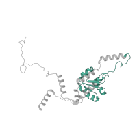 The deposited structure of PDB entry 7old contains 1 copy of Pfam domain PF01248 (Ribosomal protein L7Ae/L30e/S12e/Gadd45 family) in 60S ribosomal protein L8. Showing 1 copy in chain O [auth LG].
