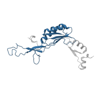 The deposited structure of PDB entry 7old contains 1 copy of Pfam domain PF00252 (Ribosomal protein L16p/L10e) in Ribosomal protein L10e/L16 domain-containing protein. Showing 1 copy in chain Q [auth LI].