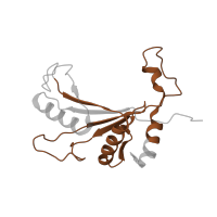 The deposited structure of PDB entry 7old contains 1 copy of Pfam domain PF00673 (ribosomal L5P family C-terminus) in Putative ribosomal protein. Showing 1 copy in chain R [auth LJ].