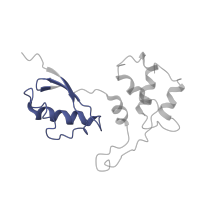 The deposited structure of PDB entry 7old contains 1 copy of Pfam domain PF03946 (Ribosomal protein L11, N-terminal domain) in 60S ribosomal protein L12-like protein. Showing 1 copy in chain S [auth LK].
