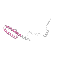 The deposited structure of PDB entry 7old contains 1 copy of Pfam domain PF00831 (Ribosomal L29 protein) in dolichyl-diphosphooligosaccharide--protein glycotransferase. Showing 1 copy in chain PA [auth Lh].